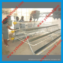 a Type Automatic Chicken Layer Cages